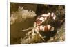 Harlequin Swimming Crab-Hal Beral-Framed Photographic Print