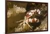 Harlequin Swimming Crab-Hal Beral-Framed Photographic Print