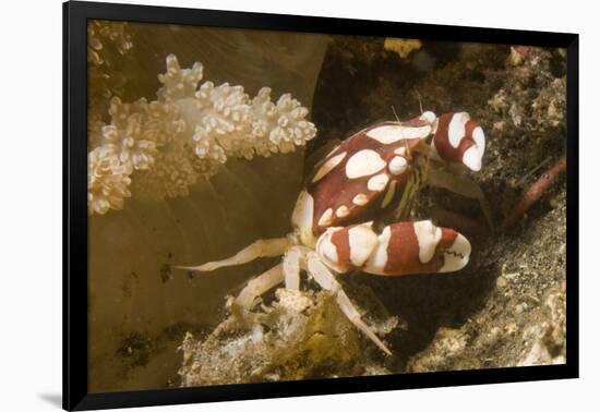 Harlequin Swimming Crab-Hal Beral-Framed Photographic Print