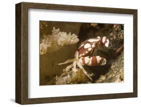 Harlequin Swimming Crab-Hal Beral-Framed Photographic Print