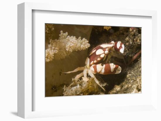 Harlequin Swimming Crab-Hal Beral-Framed Photographic Print