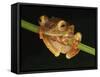 Harlequin Tree Frog on Stem of Rainforest Plant, Danum Valley, Sabah, Borneo-Tony Heald-Framed Stretched Canvas