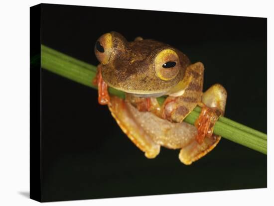 Harlequin Tree Frog on Stem of Rainforest Plant, Danum Valley, Sabah, Borneo-Tony Heald-Stretched Canvas