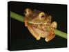 Harlequin Tree Frog on Stem of Rainforest Plant, Danum Valley, Sabah, Borneo-Tony Heald-Stretched Canvas