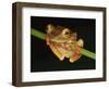 Harlequin Tree Frog on Stem of Rainforest Plant, Danum Valley, Sabah, Borneo-Tony Heald-Framed Photographic Print