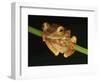 Harlequin Tree Frog on Stem of Rainforest Plant, Danum Valley, Sabah, Borneo-Tony Heald-Framed Photographic Print