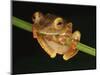 Harlequin Tree Frog on Stem of Rainforest Plant, Danum Valley, Sabah, Borneo-Tony Heald-Mounted Photographic Print