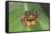 Harlequin Tree Frog-null-Framed Stretched Canvas