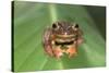 Harlequin Tree Frog-null-Stretched Canvas