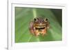 Harlequin Tree Frog-null-Framed Photographic Print