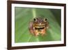 Harlequin Tree Frog-null-Framed Photographic Print