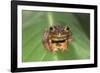 Harlequin Tree Frog-null-Framed Photographic Print