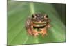 Harlequin Tree Frog-null-Mounted Photographic Print