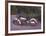 Harley Davidson Electra 1200c 1967-Forlag Hakan Eriksson-Framed Art Print