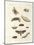 Harmful Butterflies-null-Mounted Giclee Print