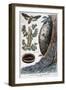 Harmful Crepuscular Insects, 1897-F Meaulle-Framed Giclee Print