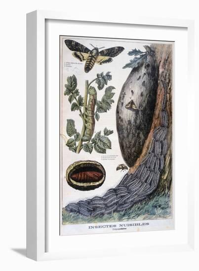 Harmful Crepuscular Insects, 1897-F Meaulle-Framed Giclee Print