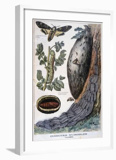 Harmful Crepuscular Insects, 1897-F Meaulle-Framed Giclee Print