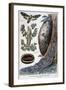 Harmful Crepuscular Insects, 1897-F Meaulle-Framed Giclee Print