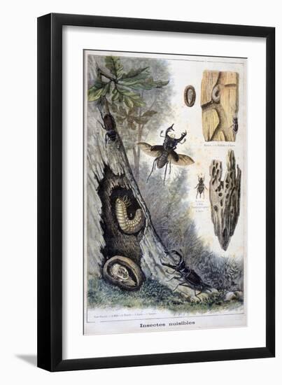Harmful Insects, 1897-F Meaulle-Framed Giclee Print