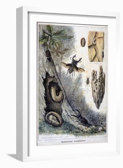 Harmful Insects, 1897-F Meaulle-Framed Giclee Print