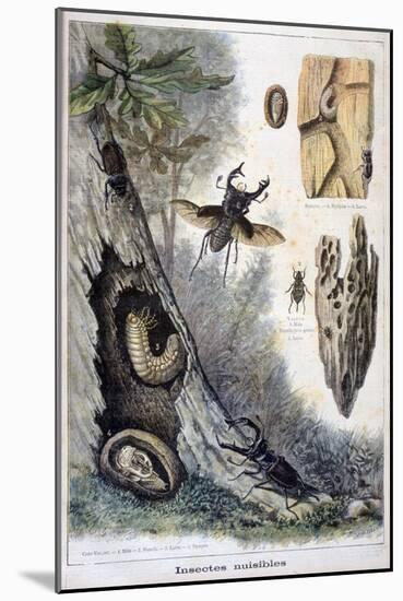 Harmful Insects, 1897-F Meaulle-Mounted Giclee Print