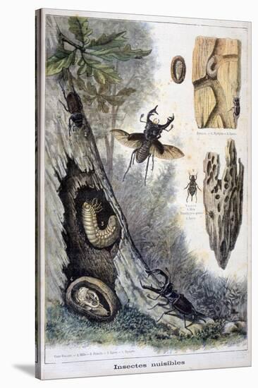 Harmful Insects, 1897-F Meaulle-Stretched Canvas