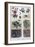 Harmful Insects, 1897-F Meaulle-Framed Giclee Print