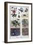 Harmful Insects, 1897-F Meaulle-Framed Giclee Print