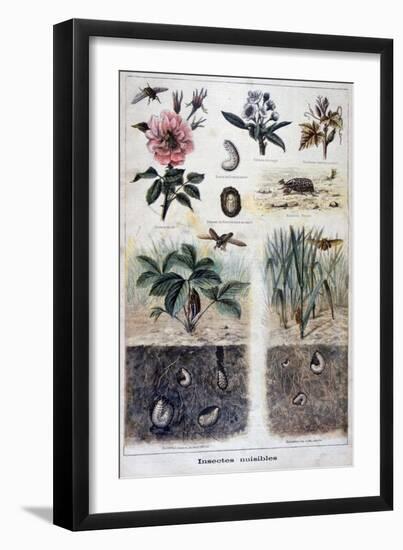 Harmful Insects, 1897-F Meaulle-Framed Giclee Print