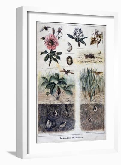 Harmful Insects, 1897-F Meaulle-Framed Giclee Print