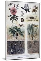 Harmful Insects, 1897-F Meaulle-Mounted Giclee Print