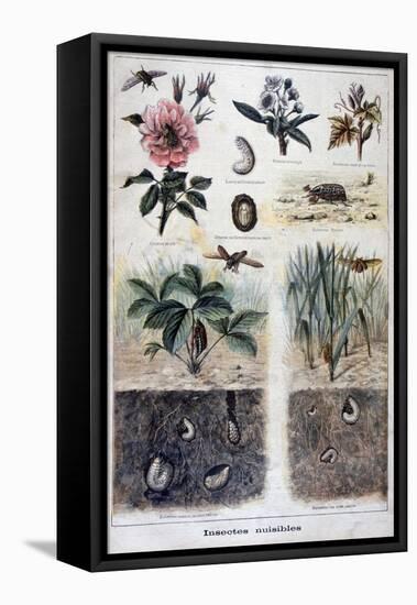 Harmful Insects, 1897-F Meaulle-Framed Stretched Canvas