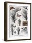 Harmful Insects: Butterflies and Moths That Damage Pine Trees, 1897-A Clement-Framed Giclee Print