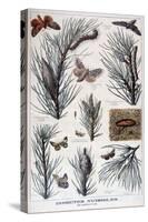 Harmful Insects: Butterflies and Moths That Damage Pine Trees, 1897-A Clement-Stretched Canvas