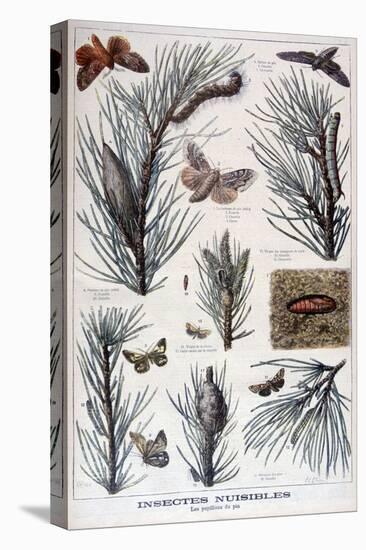 Harmful Insects: Butterflies and Moths That Damage Pine Trees, 1897-A Clement-Stretched Canvas