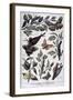 Harmful Insects: Caterpillars, Butterflies and Moths, 1897-F Meaulle-Framed Giclee Print