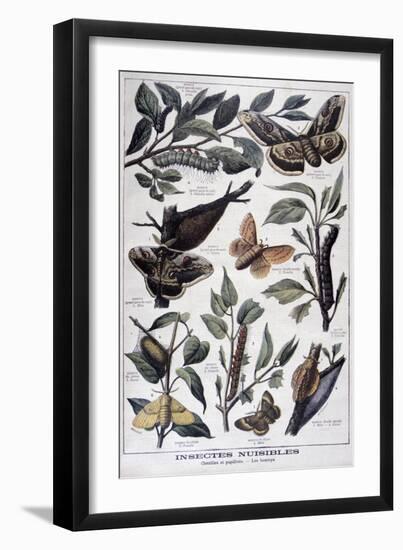 Harmful Insects: Caterpillars, Butterflies and Moths, 1897-F Meaulle-Framed Giclee Print