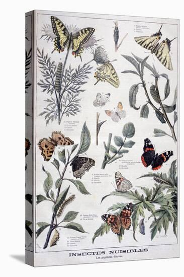 Harmful Insects: Daylight Butterflies, 1897-F Meaulle-Stretched Canvas