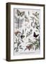Harmful Insects: Daylight Butterflies, 1897-F Meaulle-Framed Giclee Print