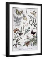 Harmful Insects: Daylight Butterflies, 1897-F Meaulle-Framed Giclee Print