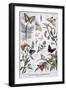 Harmful Insects: Daylight Butterflies, 1897-F Meaulle-Framed Giclee Print