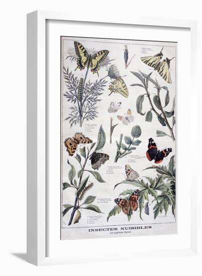 Harmful Insects: Daylight Butterflies, 1897-F Meaulle-Framed Giclee Print