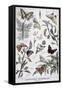 Harmful Insects: Daylight Butterflies, 1897-F Meaulle-Framed Stretched Canvas