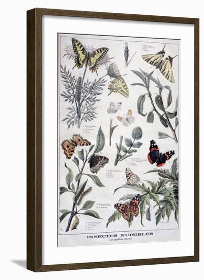 Harmful Insects: Daylight Butterflies, 1897-F Meaulle-Framed Giclee Print