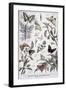 Harmful Insects: Daylight Butterflies, 1897-F Meaulle-Framed Giclee Print