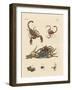 Harmful Insects from Hot Countries-null-Framed Giclee Print