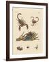 Harmful Insects from Hot Countries-null-Framed Giclee Print