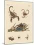 Harmful Insects from Hot Countries-null-Mounted Giclee Print