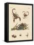 Harmful Insects from Hot Countries-null-Framed Stretched Canvas